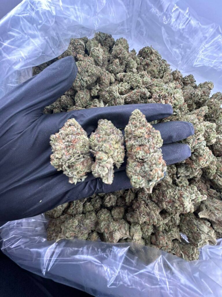 buy cloudy daze strain online, cloudy daze strain good chemistry for sale, dawg daze weed strain price, daze off strain review and effects, order moonshine daze strain online, happy daze strain weed near me, premium dazed and confused strain for sale, buy hazy daze cannabis strain