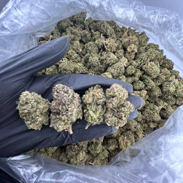 buy candy land strain online, candy land weed strain for sale, candy land runtz strain price per ounce, order candy land cake bar strain now, candy land cake strain review and effects, candy land cookies strain buy near me, premium candy land marijuana strain online, candy land mmj strain dispensary deals
