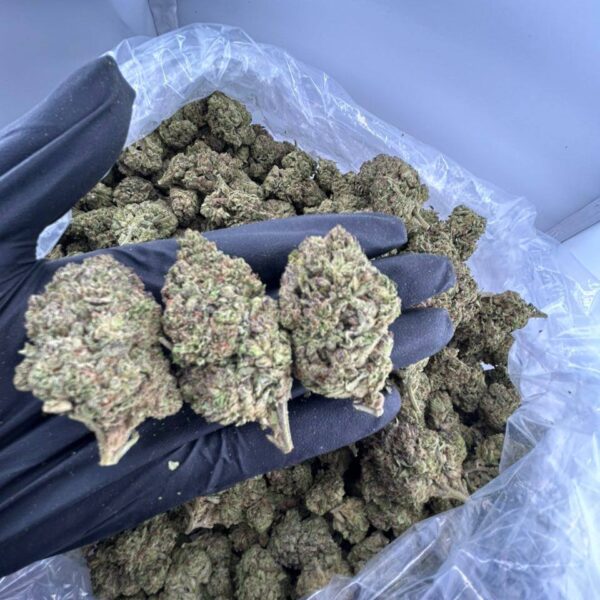 buy purple milk strain online, purple milk weed strain for sale near me, purple cereal milk strain price and effects, purple milk strain review and rating, purple milk strain allbud info buy, purple milk strain leafly review, order purple milk strain aeriz online, premium purple milk weed strain deals