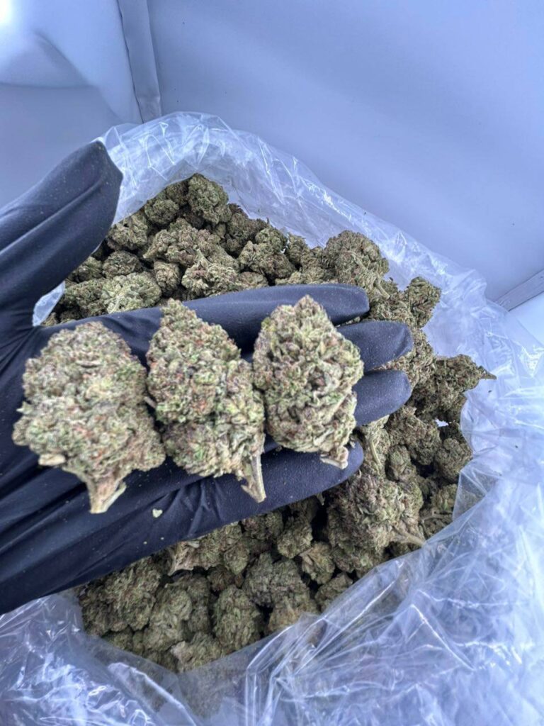 buy purple milk strain online, purple milk weed strain for sale near me, purple cereal milk strain price and effects, purple milk strain review and rating, purple milk strain allbud info buy, purple milk strain leafly review, order purple milk strain aeriz online, premium purple milk weed strain deals