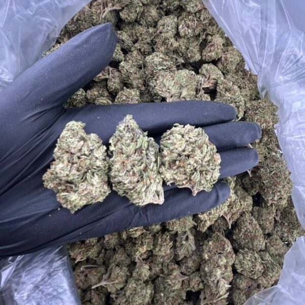 buy la kush cake strain online, la kush strain weed for sale, la kush cake strain effects and price, la kush cake strain review allbud, order la kush cakes strain near me, la kush pop strain buy now, la kush cake strain allbud info buy, premium la kush weed strains online