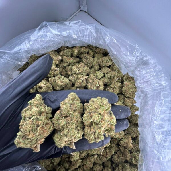 buy cherry stuntz strain online, cherry stuntz weed strain for sale, order cherry stuntz strain near me, cherry stuntz strain price per ounce, cherry stuntz exotic weed strain, cherry stuntz strain review and effects, premium cherry stuntz strain online, cherry stuntz cannabis strain buy now