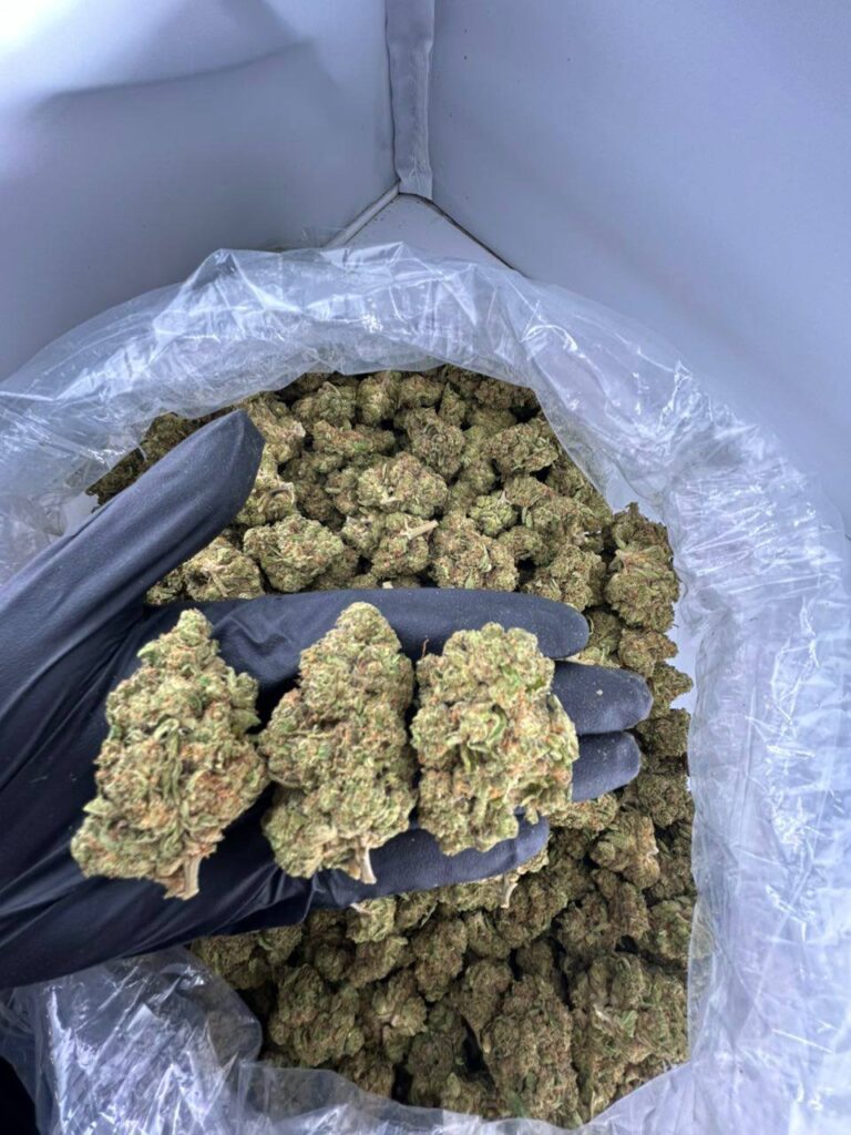 buy cherry stuntz strain online, cherry stuntz weed strain for sale, order cherry stuntz strain near me, cherry stuntz strain price per ounce, cherry stuntz exotic weed strain, cherry stuntz strain review and effects, premium cherry stuntz strain online, cherry stuntz cannabis strain buy now