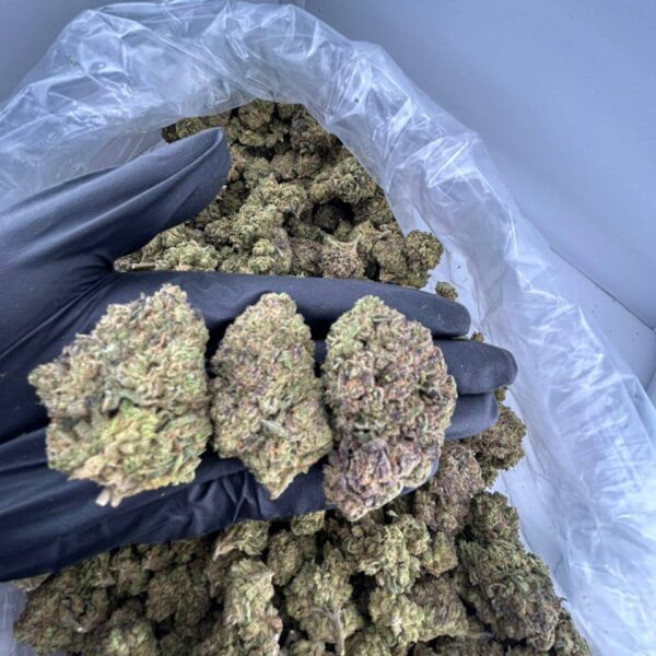 buy super runtz strain online, super runtz weed strain for sale near me, super runtz strain review and effects, super runtz strain allbud info buy, order super pure runtz strain online, super cherry runtz strain weed price, super sour runtz strain for sale, super runtz strain indica or sativa guide