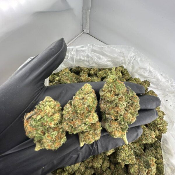 buy Stank Face strain online, Stank Face weed strain for sale, Stank Face strain review and effects, Stank Face exotic strain price per ounce, order Stank Face strain near me, Stank Face cannabis strain seeds for sale, Stank Face strain indica or sativa guide, premium Stank Face weed online