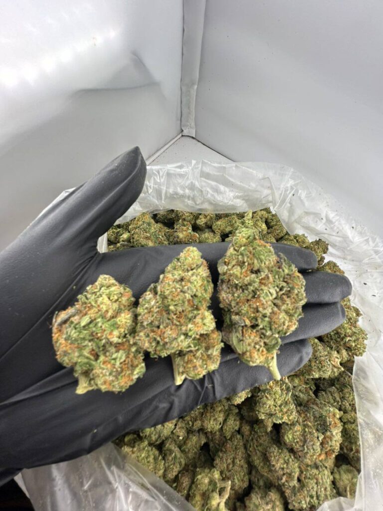 buy Stank Face strain online, Stank Face weed strain for sale, Stank Face strain review and effects, Stank Face exotic strain price per ounce, order Stank Face strain near me, Stank Face cannabis strain seeds for sale, Stank Face strain indica or sativa guide, premium Stank Face weed online