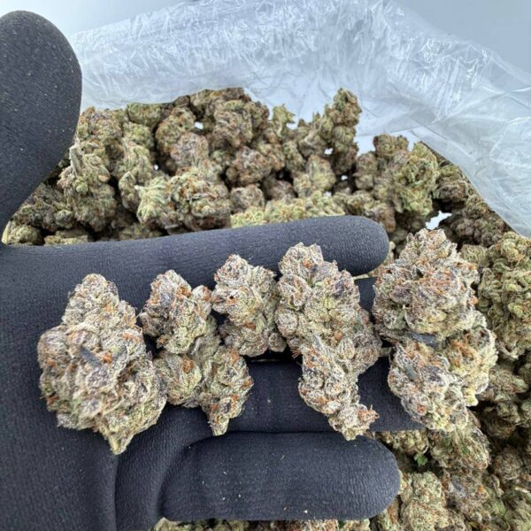 buy lemon cherry gelato strain online, super lemon haze weed strain for sale, lemon cherry strain price per ounce, lemon haze strain effects and review, lemon pound cake strain buy near me, lemon tree strain weed for sale online, lemon cake strain review and effects, lemon cherry runtz strain dispensary deals