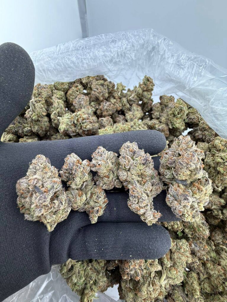 buy lemon cherry gelato strain online, super lemon haze weed strain for sale, lemon cherry strain price per ounce, lemon haze strain effects and review, lemon pound cake strain buy near me, lemon tree strain weed for sale online, lemon cake strain review and effects, lemon cherry runtz strain dispensary deals