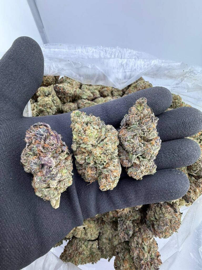 buy Bling Blaow strain online, Bling Blaow weed strain for sale, Bling Blaow strain effects and review, order Bling Blaow strain near me, Bling Blaow strain leafly info buy, Bling Blaow strain price per ounce, Bling Blaow exotic weed strain, Bling Blaow indica or sativa strain guide