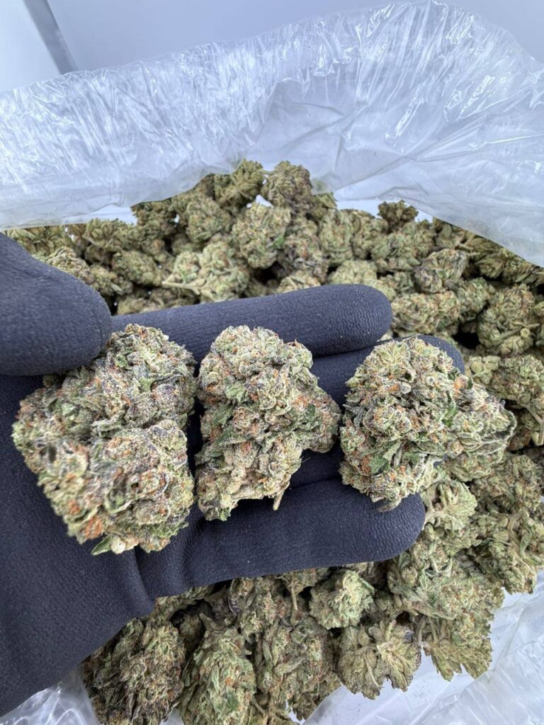 buy White Girl strain online, White Girl weed strain for sale, Dirty White Girl strain review and effects, order Dirty White Girl weed strain near me, premium White Girl cannabis strain buy now, euro White Girl strain for sale online, Poison White Girl strain exotic weed, strain White Girl price per ounce