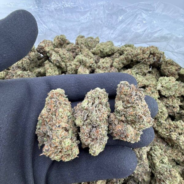 buy GMO Super Soldiers strain online, Super GMO strain for sale near me, Super Lemon Haze x GMO weed strain review, order Super Banana GMO strain online, Super Lemon GMO strain effects and price, Super Lemon GMO weed strain for sale, GMO Super Soldiers exotic strain price per ounce, premium Super Salmon GMO cannabis strain buy now