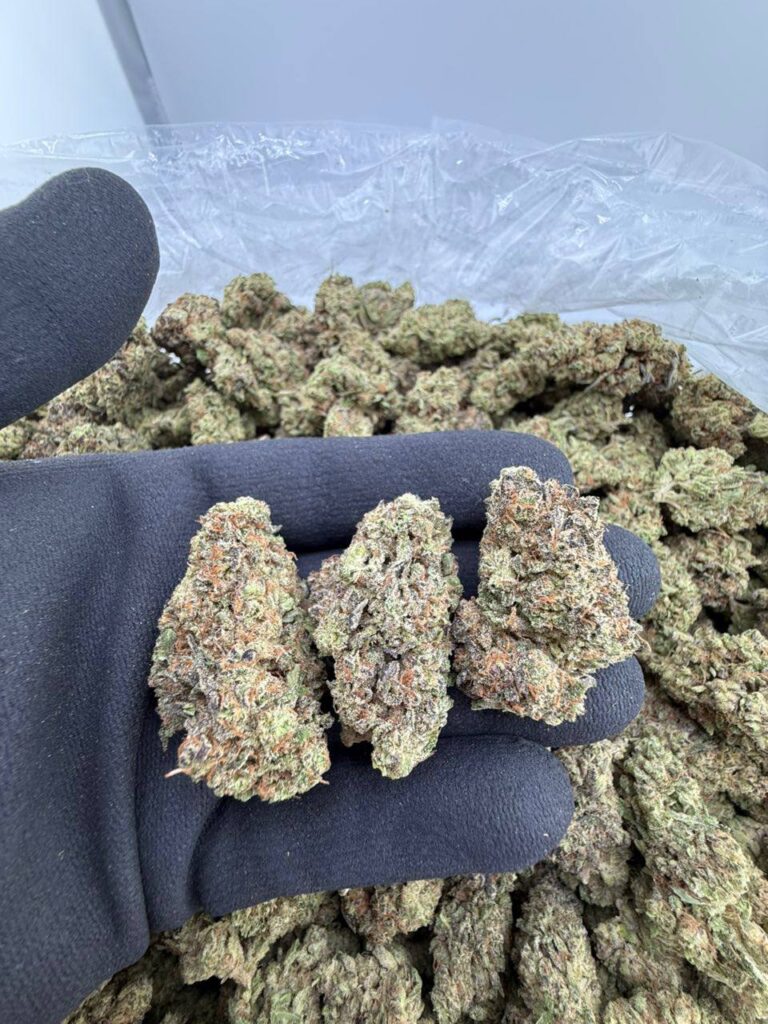 buy GMO Super Soldiers strain online, Super GMO strain for sale near me, Super Lemon Haze x GMO weed strain review, order Super Banana GMO strain online, Super Lemon GMO strain effects and price, Super Lemon GMO weed strain for sale, GMO Super Soldiers exotic strain price per ounce, premium Super Salmon GMO cannabis strain buy now