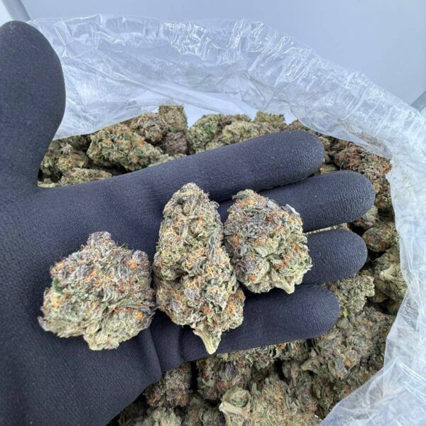 buy Purple GMO strain online, Purple GMO Punch weed strain for sale, order GMO x Purple Punch exotic strain near me, Purple GMO cannabis strain effects and review, buy GMO Purple Tomato seeds online, GMO Purple Tomato seeds for sale USA, order purple GMO tomatoes for home gardening, GMO Purple Tomato seeds non-GMO verified (retail)
