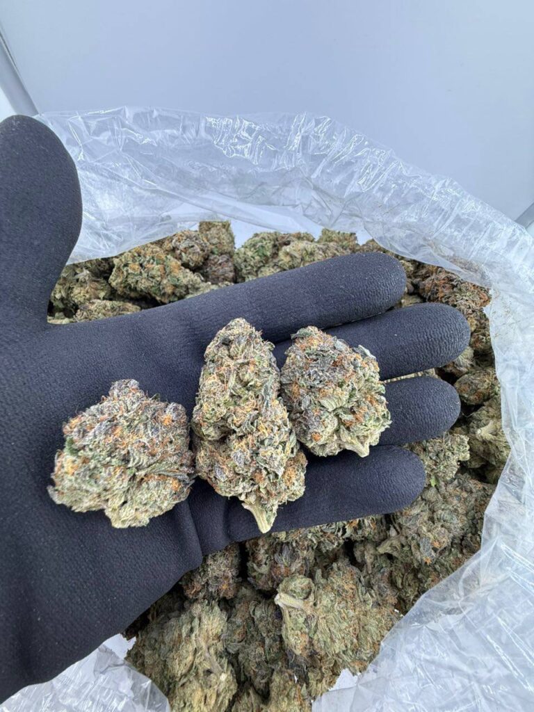 buy Purple GMO strain online, Purple GMO Punch weed strain for sale, order GMO x Purple Punch exotic strain near me, Purple GMO cannabis strain effects and review, buy GMO Purple Tomato seeds online, GMO Purple Tomato seeds for sale USA, order purple GMO tomatoes for home gardening, GMO Purple Tomato seeds non-GMO verified (retail)