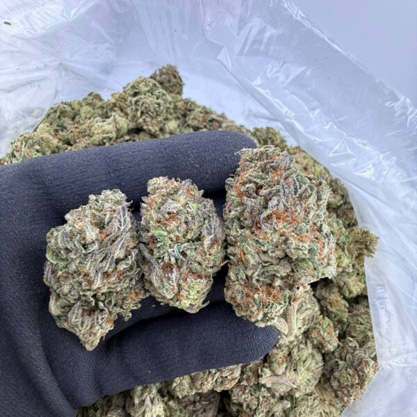 buy Twizzler strain online, Twizzler weed strain for sale, order Cherry Twizzler strain near me, Twizzle Dance strain price and effects, Sour Twizzler strain review and rating, Twizzler Runtz strain weed for sale, Lemon Twizzler strain online dispensary, Mango Twizzler exotic cannabis strain buy now