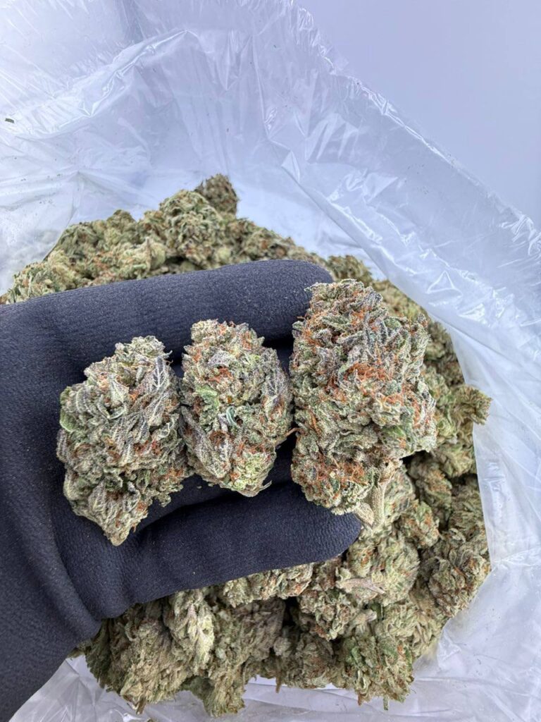 buy Twizzler strain online, Twizzler weed strain for sale, order Cherry Twizzler strain near me, Twizzle Dance strain price and effects, Sour Twizzler strain review and rating, Twizzler Runtz strain weed for sale, Lemon Twizzler strain online dispensary, Mango Twizzler exotic cannabis strain buy now