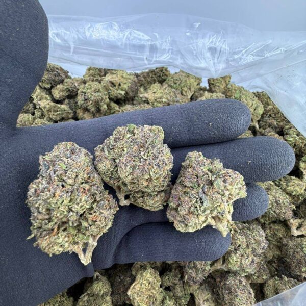 buy Purple Sherb strain online, Purple Sherb weed strain for sale, Purple Sherb strain price and effects, order Purple Sherb strain near me, Purple Sherb strain review and rating, Purple Sherb weed online dispensary, Planet Purple Sherbidos 3 x MB75 seeds for sale, Purple Strawberry Sherbert exotic strain buy now