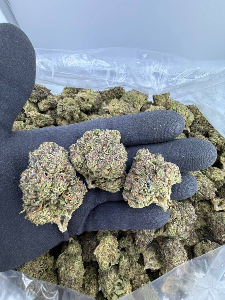 buy Purple Sherb strain online, Purple Sherb weed strain for sale, Purple Sherb strain price and effects, order Purple Sherb strain near me, Purple Sherb strain review and rating, Purple Sherb weed online dispensary, Planet Purple Sherbidos 3 x MB75 seeds for sale, Purple Strawberry Sherbert exotic strain buy now
