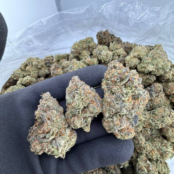 buy Garlic Runtz strain online, Garlic Runtz weed strain for sale, Garlic Runtz strain review and effects, Garlic Runtz strain Leafly rating, shop Garlic Runtz cannabis near me, Black Garlic Runtz exotic strain buy now, Purple Garlic Runtz premium weed online, Garlic Runtz strain price and THC level