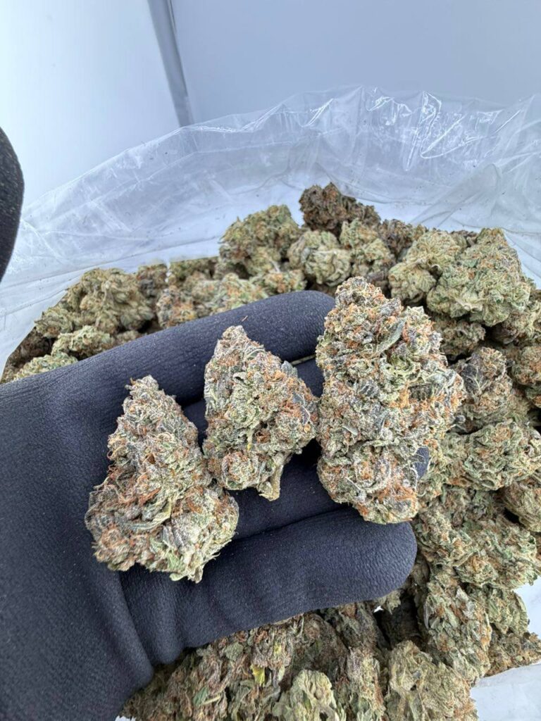 buy Garlic Runtz strain online, Garlic Runtz weed strain for sale, Garlic Runtz strain review and effects, Garlic Runtz strain Leafly rating, shop Garlic Runtz cannabis near me, Black Garlic Runtz exotic strain buy now, Purple Garlic Runtz premium weed online, Garlic Runtz strain price and THC level