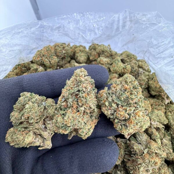 buy Guicy Banger strain online, Guicy Banger weed strain for sale, Guicy Banger strain review and effects, Guicy Banger exotic strain near me, Guicy Banger indica or sativa strain info, Guicy Banger strain price and THC level, Guicy Banger Backpack Boyz weed deals, Guicy Banger premium cannabis strain buy now