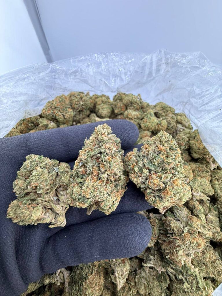 buy Guicy Banger strain online, Guicy Banger weed strain for sale, Guicy Banger strain review and effects, Guicy Banger exotic strain near me, Guicy Banger indica or sativa strain info, Guicy Banger strain price and THC level, Guicy Banger Backpack Boyz weed deals, Guicy Banger premium cannabis strain buy now