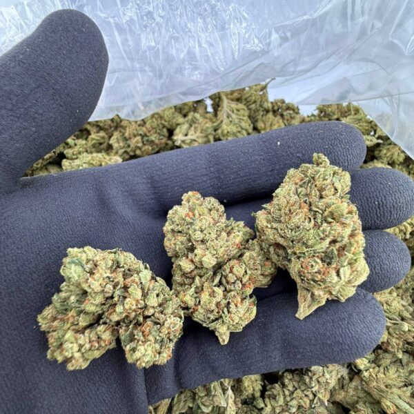 buy Wiz Khalifa OG strain online, Wiz Khalifa OG weed strain for sale, Wiz Khalifa OG strain effects and review, premium Wiz Khalifa OG cannabis near me, Wiz Khalifa OG kush strain price and THC level, Wiz Khalifa OG exotic weed buy now, order Wiz Khalifa OG strain delivery USA, Wiz Khalifa OG marijuana strain dispensary deals