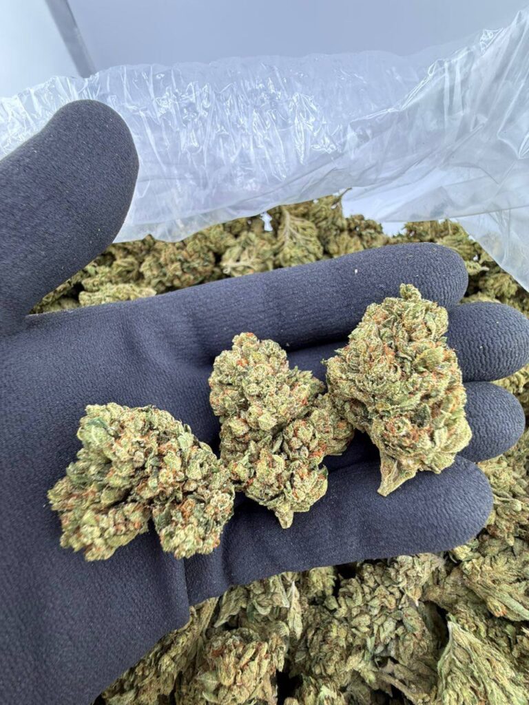 buy Wiz Khalifa OG strain online, Wiz Khalifa OG weed strain for sale, Wiz Khalifa OG strain effects and review, premium Wiz Khalifa OG cannabis near me, Wiz Khalifa OG kush strain price and THC level, Wiz Khalifa OG exotic weed buy now, order Wiz Khalifa OG strain delivery USA, Wiz Khalifa OG marijuana strain dispensary deals