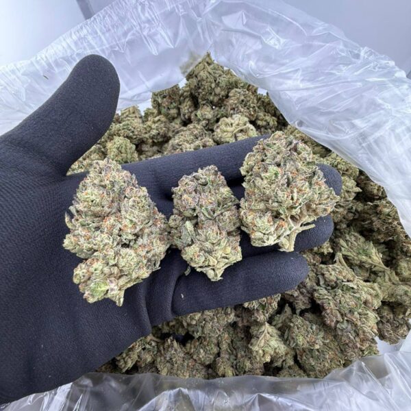 buy Sherb Cream Pie strain online, Sherb Cream Pie weed strain for sale, Sherb Cream Pie strain effects and review, order Sherb Cream Pie strain delivery USA, Sherb Cream Pie cannabis seeds for sale, Sherb Cream Pie exotic weed near me, Sherb Cream Pie strain price and THC info, Sherb Cream Pie strain Leafly rating and effects