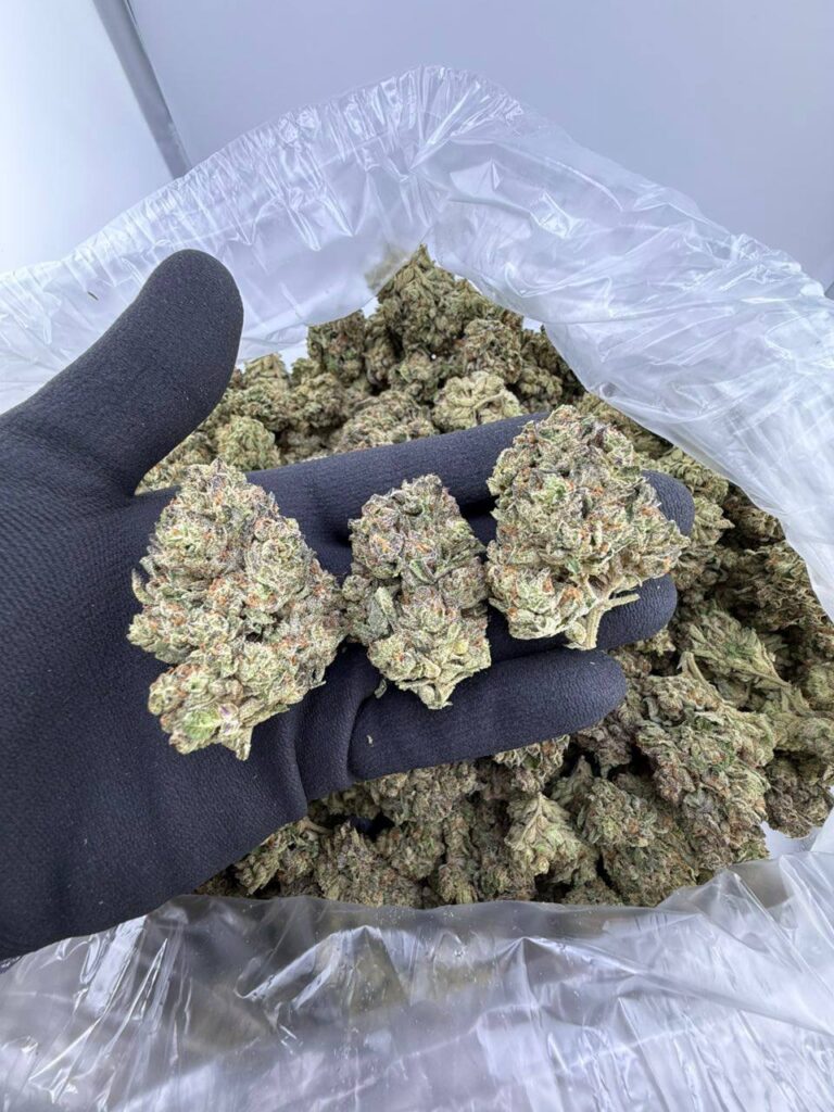 buy Sherb Cream Pie strain online, Sherb Cream Pie weed strain for sale, Sherb Cream Pie strain effects and review, order Sherb Cream Pie strain delivery USA, Sherb Cream Pie cannabis seeds for sale, Sherb Cream Pie exotic weed near me, Sherb Cream Pie strain price and THC info, Sherb Cream Pie strain Leafly rating and effects
