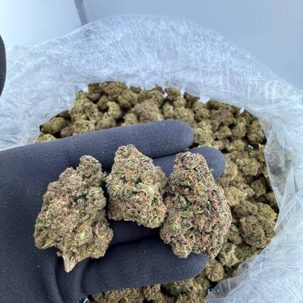 buy Gruntz strain online USA, Gruntz weed strain for sale near me, purple Gruntz strain effects and review, order premium Gruntz exotic weed, super Gruntz strain price and THC level, Gruntz indica or sativa strain info, blue Gruntz cannabis strain for delivery, candy Gruntz strain seeds buy now