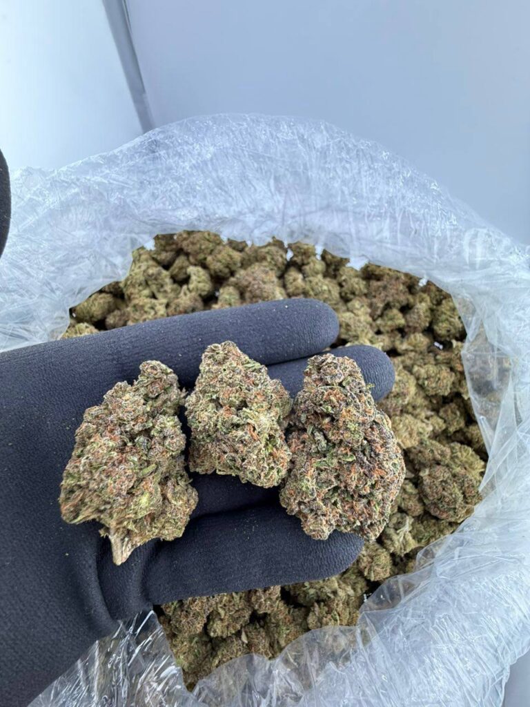 buy Gruntz strain online USA, Gruntz weed strain for sale near me, purple Gruntz strain effects and review, order premium Gruntz exotic weed, super Gruntz strain price and THC level, Gruntz indica or sativa strain info, blue Gruntz cannabis strain for delivery, candy Gruntz strain seeds buy now