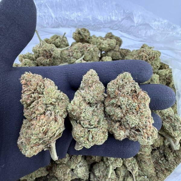 buy Gucci Glue strain online USA, Gucci Glue weed strain for sale near me, Gucci Glue strain effects and reviews, premium Gucci Glue indica strain price, Gucci Glue hybrid strain THC level, Gucci Glue exotic weed order online, Gucci Glue cannabis strain seeds buy now, Gucci Glue weed delivery discreet USA