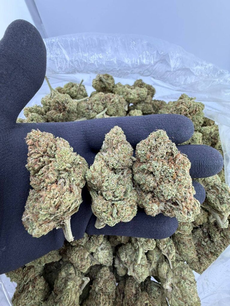 buy Gucci Glue strain online USA, Gucci Glue weed strain for sale near me, Gucci Glue strain effects and reviews, premium Gucci Glue indica strain price, Gucci Glue hybrid strain THC level, Gucci Glue exotic weed order online, Gucci Glue cannabis strain seeds buy now, Gucci Glue weed delivery discreet USA