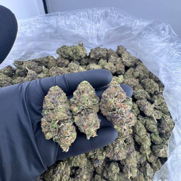sherb cream pie strain, sherb cream pie weed strain, buy sherb cream pie strain, sherb cream pie strain for sale, sherb cream pie marijuana strain, sherb cream pie seeds, sherb cream pie strain near me