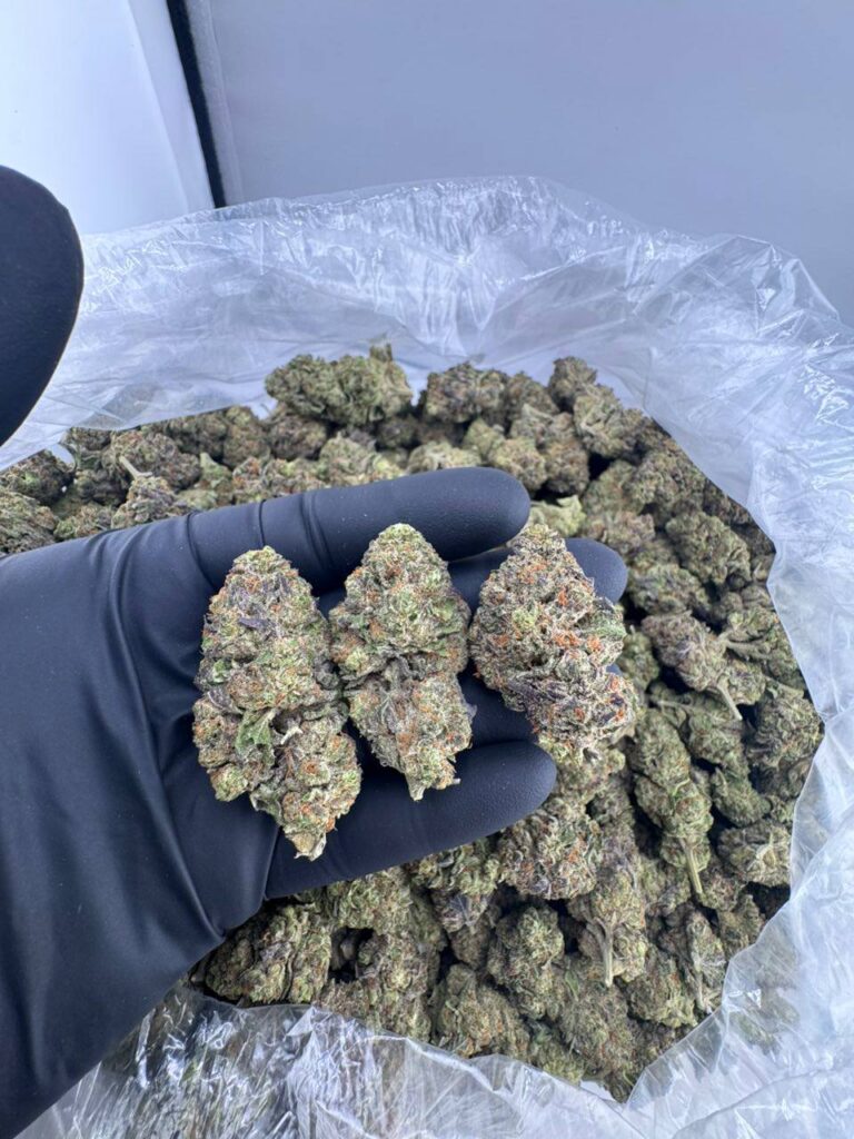 sherb cream pie strain, sherb cream pie weed strain, buy sherb cream pie strain, sherb cream pie strain for sale, sherb cream pie marijuana strain, sherb cream pie seeds, sherb cream pie strain near me