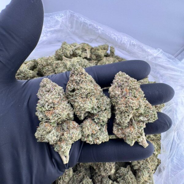 snow runtz strain, snow runtz weed strain, buy snow runtz strain, snow runtz strain for sale, snow runtz marijuana strain, snow runtz strain near me, snow runtz strain seeds