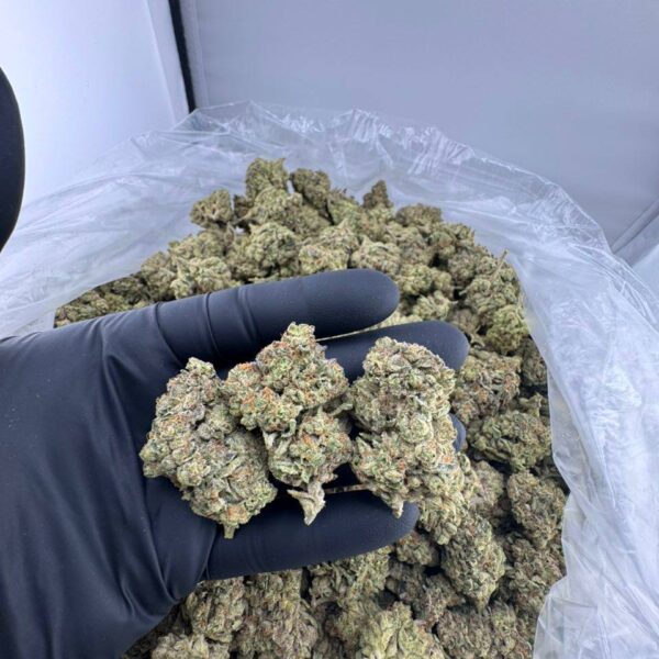 cherry payton strain, cherry payton weed strain, buy cherry payton strain, cherry payton strain for sale, cherry payton marijuana strain, cherry payton strain near me, cherry payton strain seeds