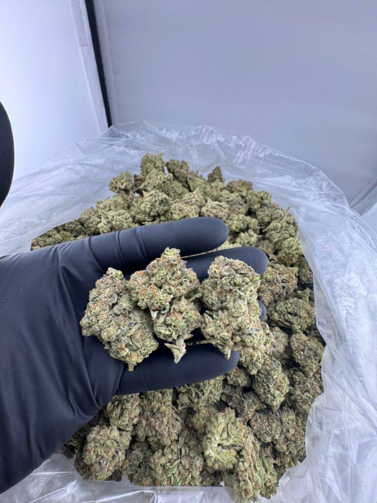cherry payton strain, cherry payton weed strain, buy cherry payton strain, cherry payton strain for sale, cherry payton marijuana strain, cherry payton strain near me, cherry payton strain seeds