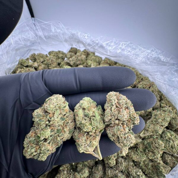 cherry bomb strain, cherry bomb weed strain, buy cherry bomb strain, cherry bomb marijuana strain, cherry bomb strain for sale, cherry bomb strain near me, cherry bomb strain seeds