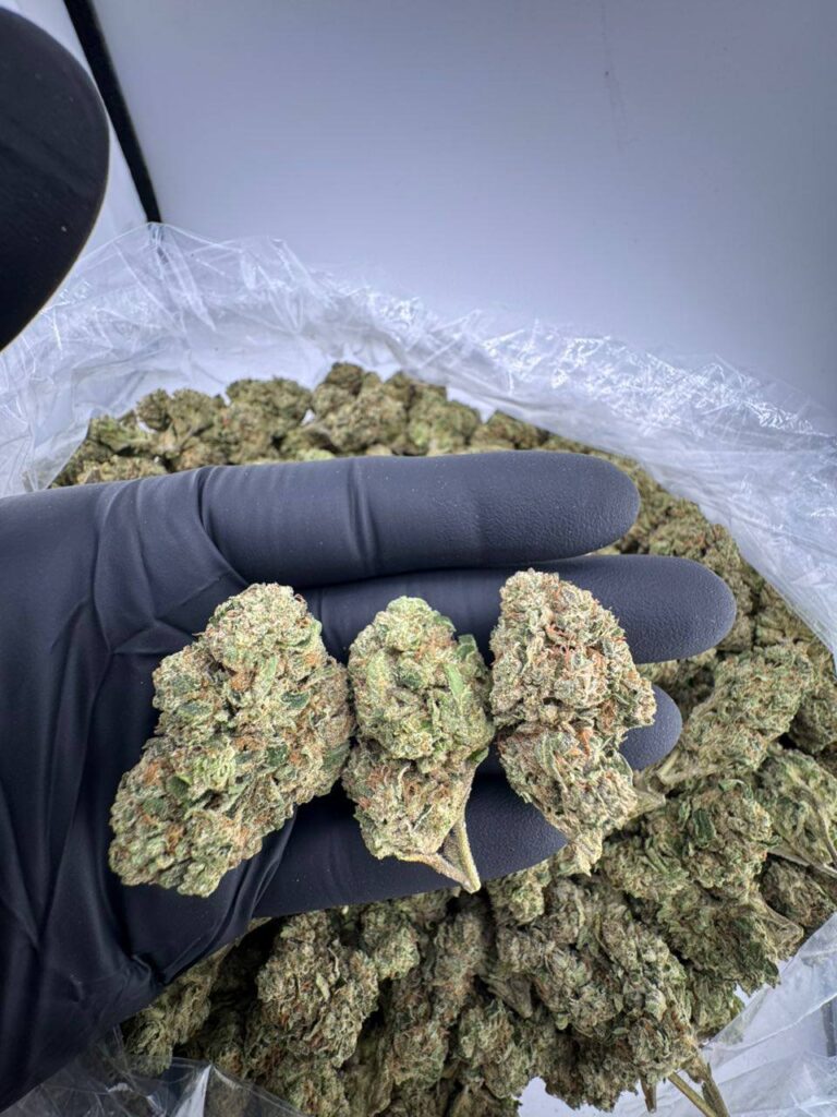 cherry bomb strain, cherry bomb weed strain, buy cherry bomb strain, cherry bomb marijuana strain, cherry bomb strain for sale, cherry bomb strain near me, cherry bomb strain seeds