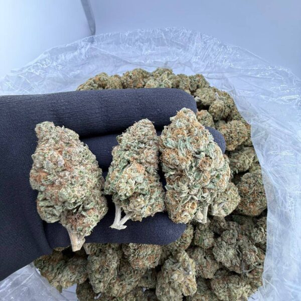 buy Frosted Flakes strain online USA, Frosted Flakes weed strain for sale near me, premium Frosted Flakes exotic strain price, Frosted Flakes strain effects and reviews, Frosted Flakes indica or hybrid weed info, order Frosted Flakes cannabis strain now, Frosted Flakes strain Leafly rating and THC level, Frosted Flakes weed delivery discreet shipping USA