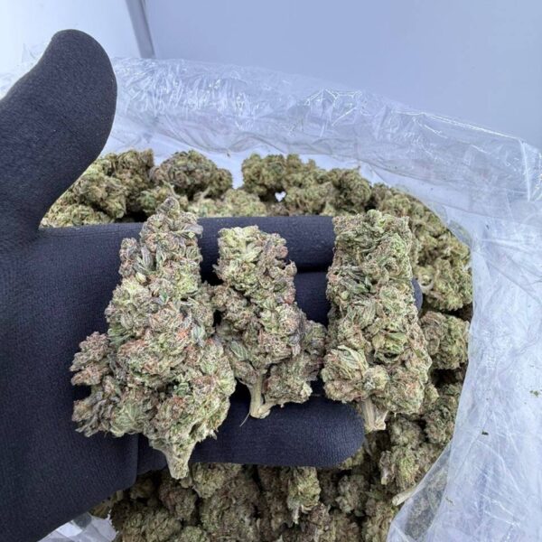 buy Gushers strain online USA, Gushers weed strain for sale near me, premium exotic Gushers strain price, Gushers strain effects and THC content, white Gushers strain review and where to buy, order Gushers weed strain with fast shipping, Gushers cannabis strain Leafly info, blue Gushers strain dispensary deals