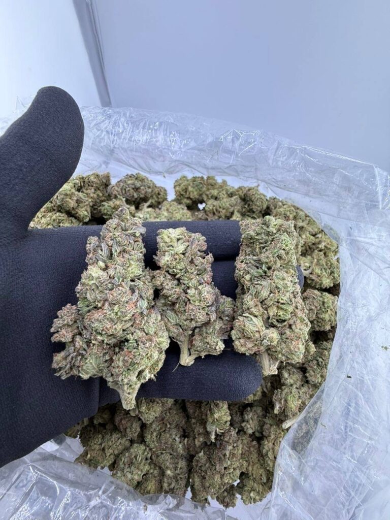 buy Gushers strain online USA, Gushers weed strain for sale near me, premium exotic Gushers strain price, Gushers strain effects and THC content, white Gushers strain review and where to buy, order Gushers weed strain with fast shipping, Gushers cannabis strain Leafly info, blue Gushers strain dispensary deals