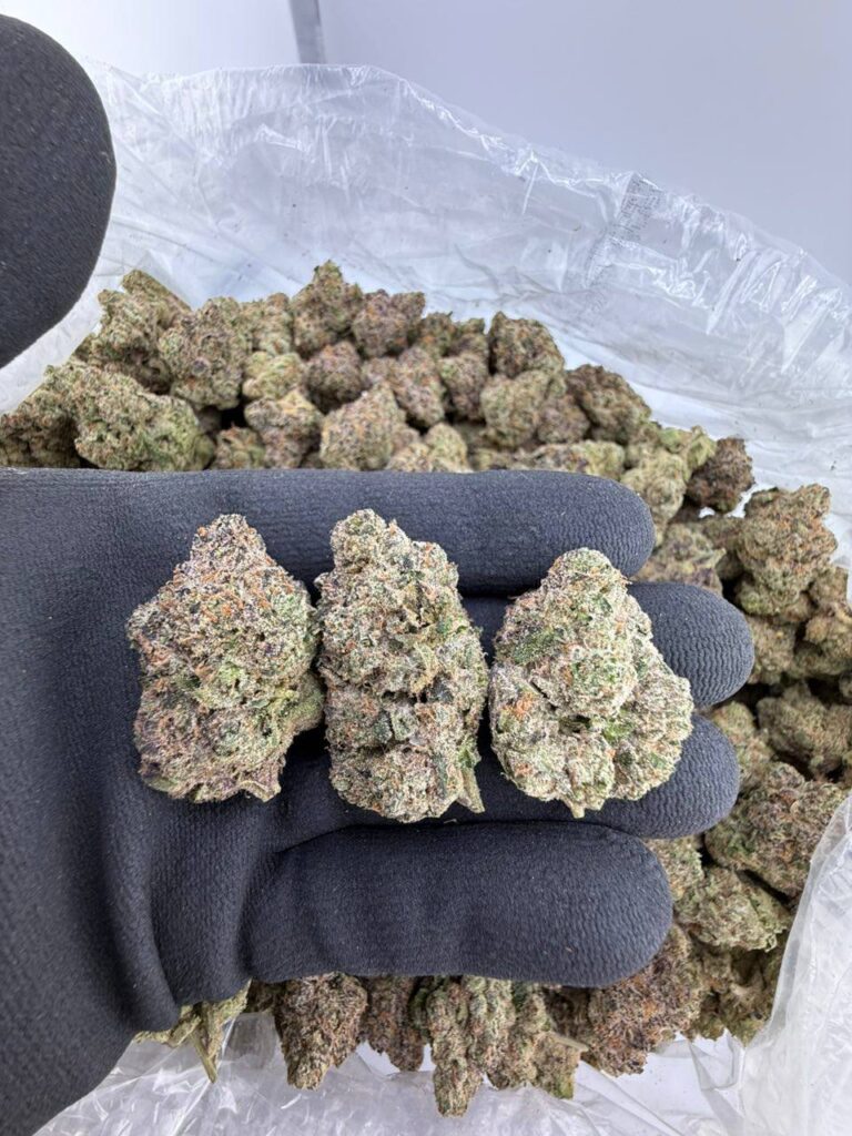 buy Crocodile Burberry strain online, Crocodile strain weed for sale near me, Crocodile Burberry exotic strain price, Crocodile Burberry weed strain review, order Crocodile strain online USA, Crocodile wedding strain effects and THC, Crocodile weed strain Leafly info