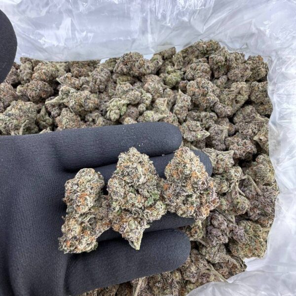 pace Invader weed strain for sale , Space Invader weed strain for sale, Invader Zim strain seeds and clones Space Invaders exotic weed strain effects Purple Invaders cannabis strain reviews order Invader Zim strain near me Apple Invader weed strain THC content