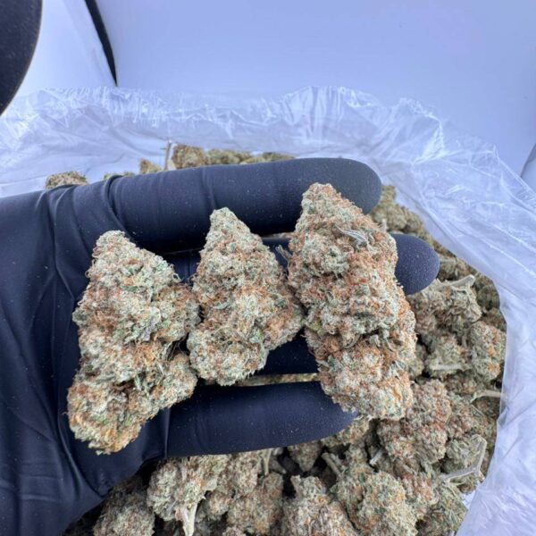 raspberry sorbet strain, raspberry sorbet strain friendly farms, raspberry sorbet strain leafly, raspberry sorbet weed strain, raspberry lime sorbet strain, raspberry sorbet strain review, raspberry sorbet strain effects
