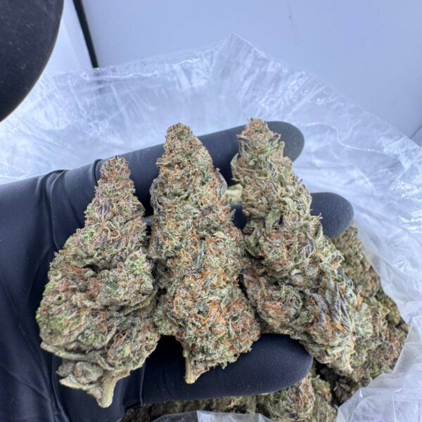 government oasis strain, government oasis weed strain, government oasis strain indica or sativa, government oasis strain review, government oasis strain effects, government oasis strain thc level, government oasis cannabis strain
