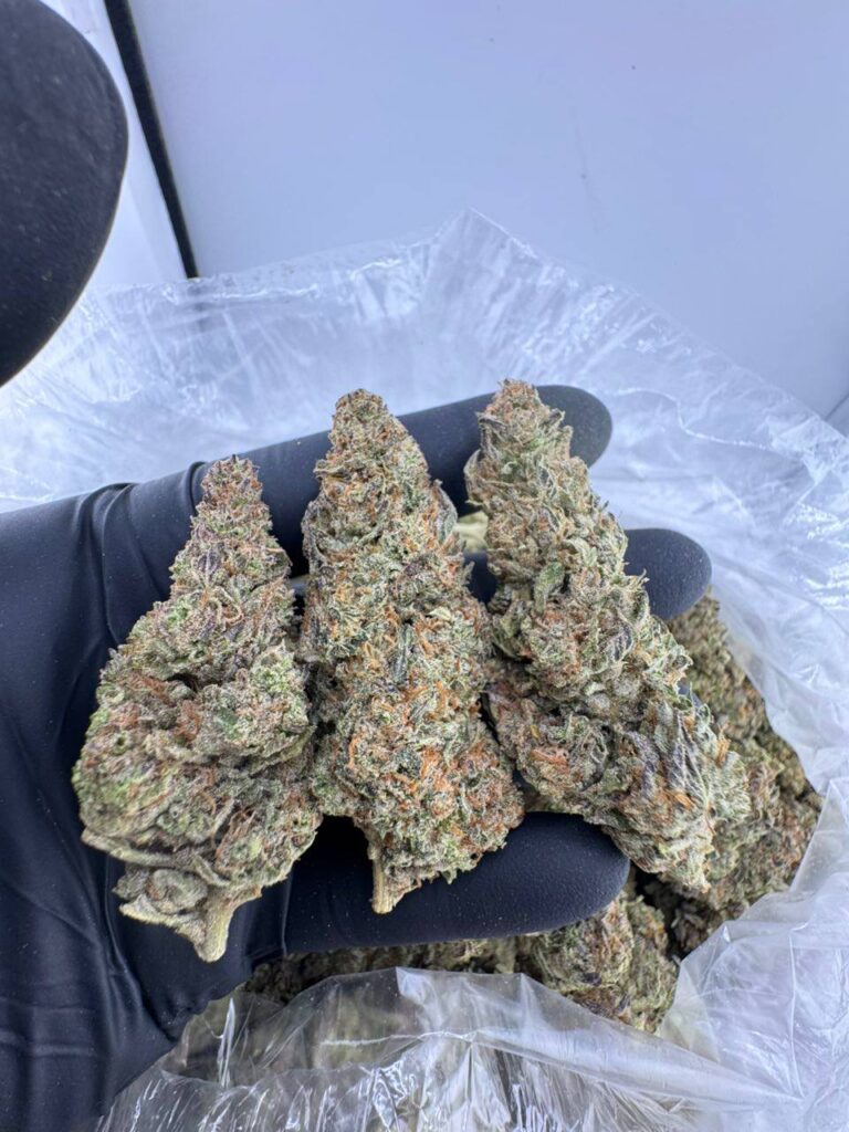 government oasis strain, government oasis weed strain, government oasis strain indica or sativa, government oasis strain review, government oasis strain effects, government oasis strain thc level, government oasis cannabis strain