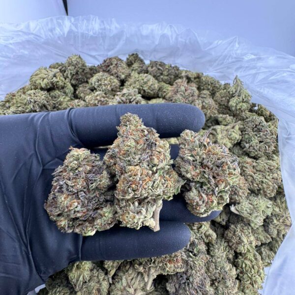 candy pave strain, candy pave weed strain, candy pavé strain leafly, candy pavé strain allbud, candy pave #13 strain, candy pave strain effects, candy pave strain indica or sativa